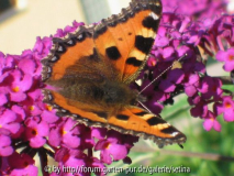 Budleija mit Schmetterling