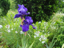 Iris TB Prince Indigo mit Amsonia Hubrichtii