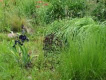 Iris TB 'Black Dragon', Molinia, Eragrostis