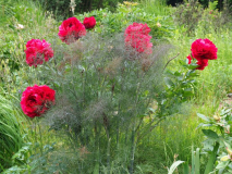 Paeonia 'Henry Bockstoce' + Foeniculum vulgare 'Smokey'
