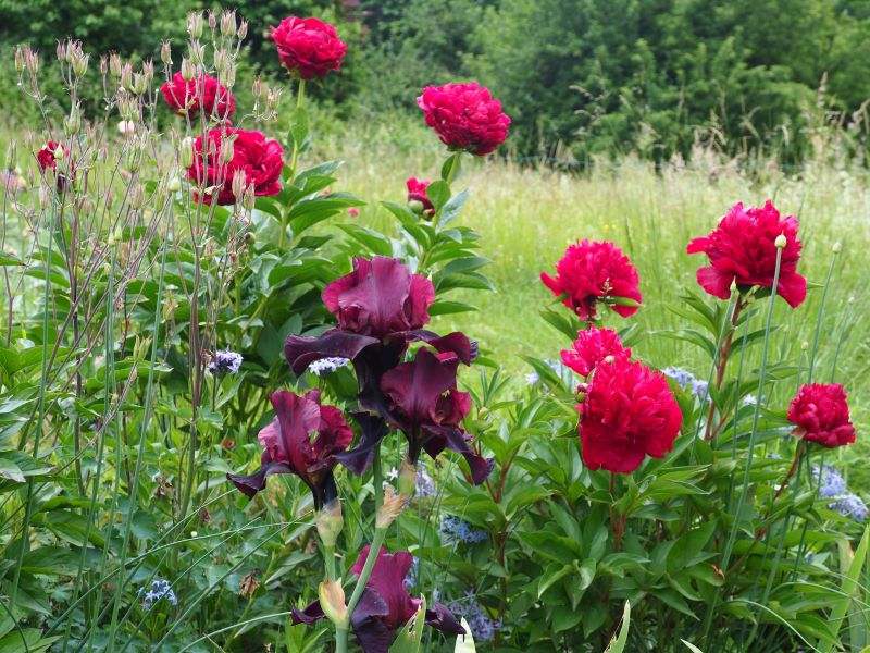 Iris TB 'Spectaclar Bid' + Paeonia 'Old Faithfull' + 'Jessie'