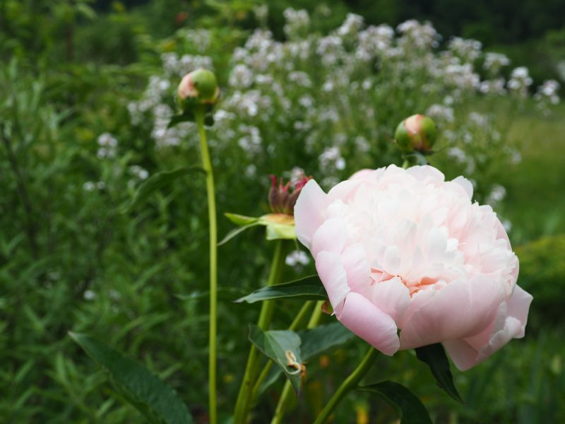 Paeonia 'Noemie Demay' + Hesperis matronalis subsp. candida