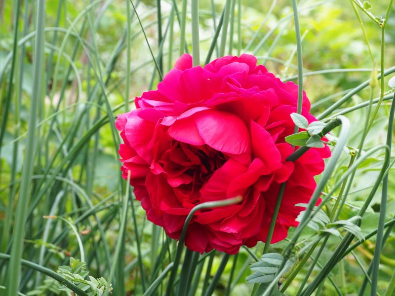 Paeonia 'Henry Bockstoce'