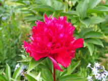 Paeonia 'Jessie'