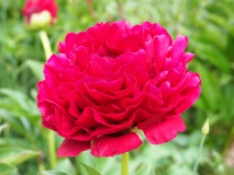 Paeonia 'Old Faithfull'