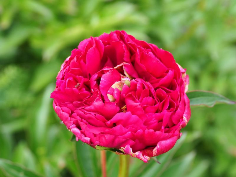 Paeonia 'Adolphe Rousseau'