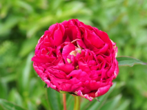 Paeonia 'Adolphe Rousseau'