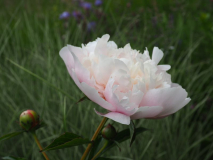 Paeonia 'Noemie Demay'