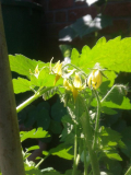A Grappoli d'Inverno Blüte 1