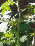 A Grappoli d'Inverno Blüte 2