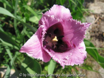 Tulpe in .. fliederfarben..schön