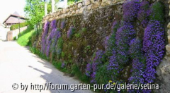 Gartenmauer mit Blaukissen