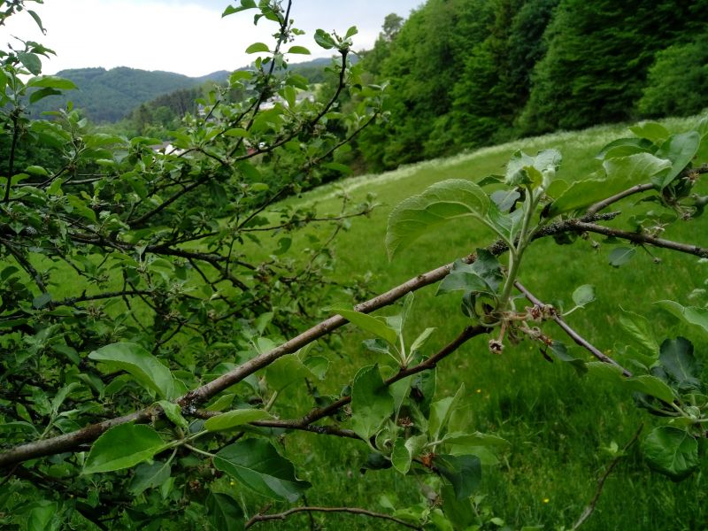 sterbender Baum