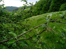 sterbender Baum