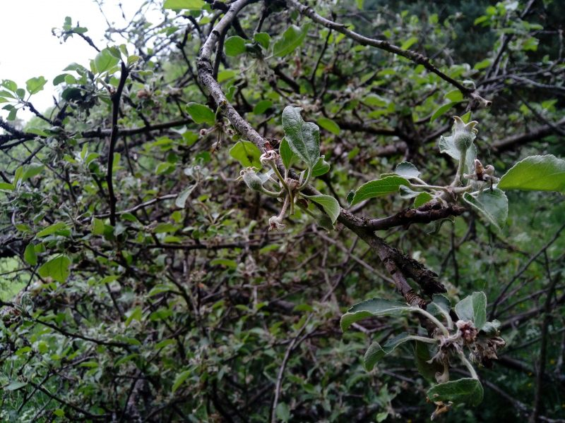 sterbender Baum