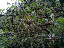 sterbender Baum