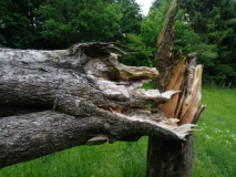 sterbender Baum