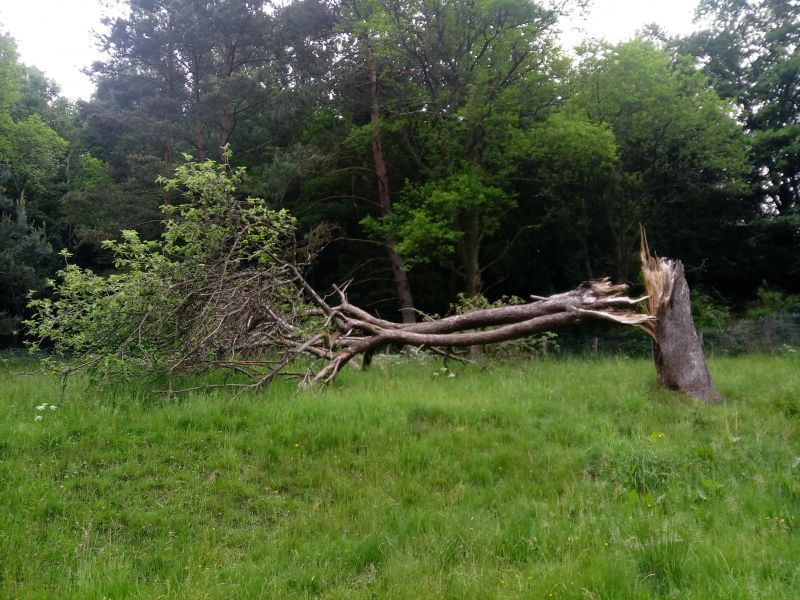 sterbender Baum