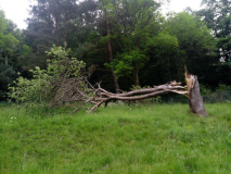 sterbender Baum