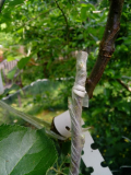 sterbender Baum