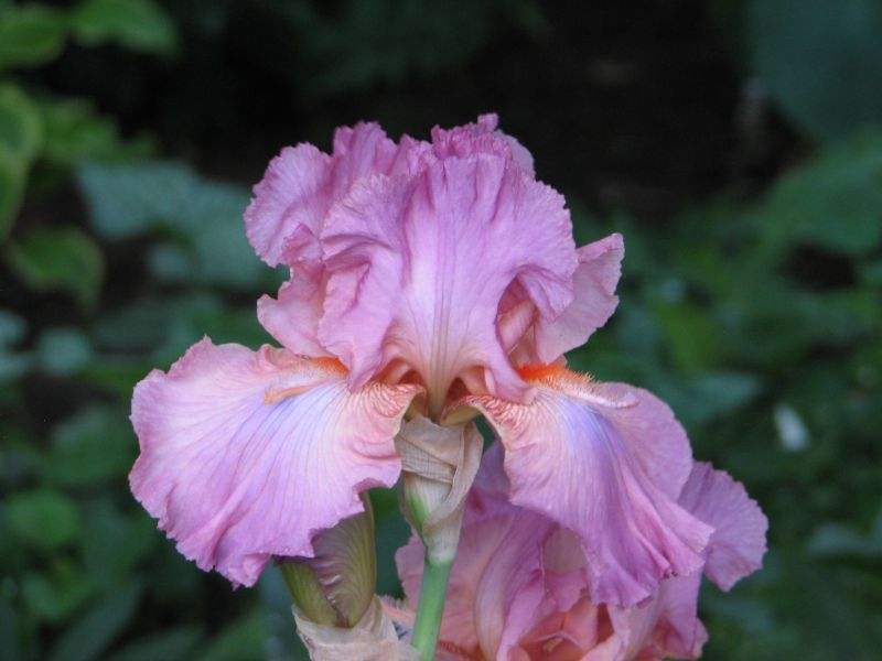 Iris barbata French Horn