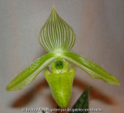 Paph. wardii - Albino II