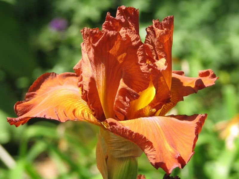 Iris barbata Indian Caper