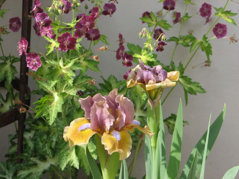 Iris barbata Jungle Warrior