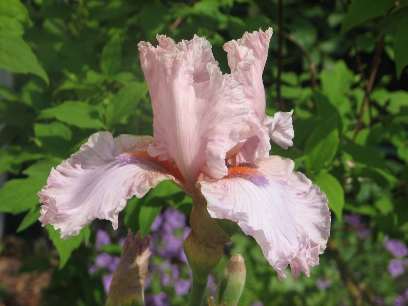 Iris barbata Magic? 1