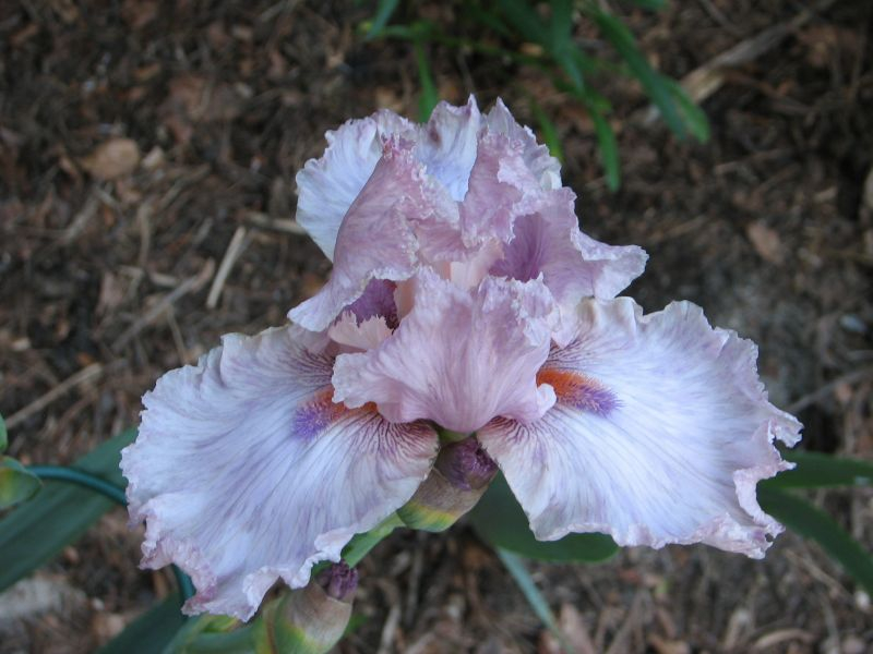 Iris barbata Magic? 2