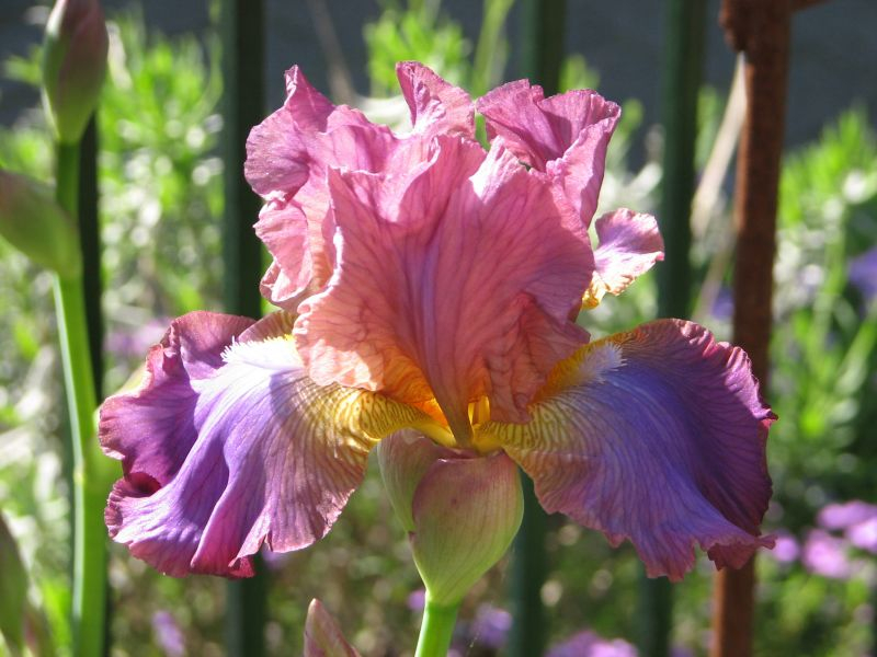 Iris barbata Ostrogoth 1