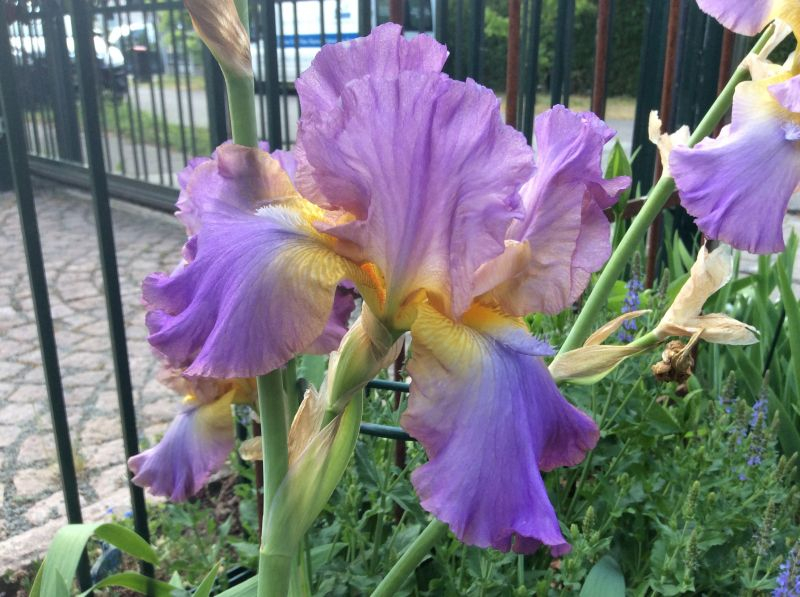 Iris barbata Ostrogoth 2