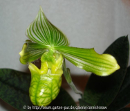 Paph. venustum var. measuresianum