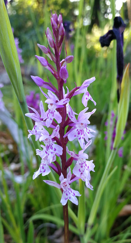 Dactylorhiza