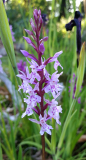 Dactylorhiza