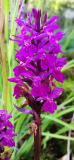 Dactylorhiza