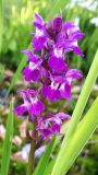 Dactylorhiza