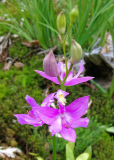 Calopogon tuberosus