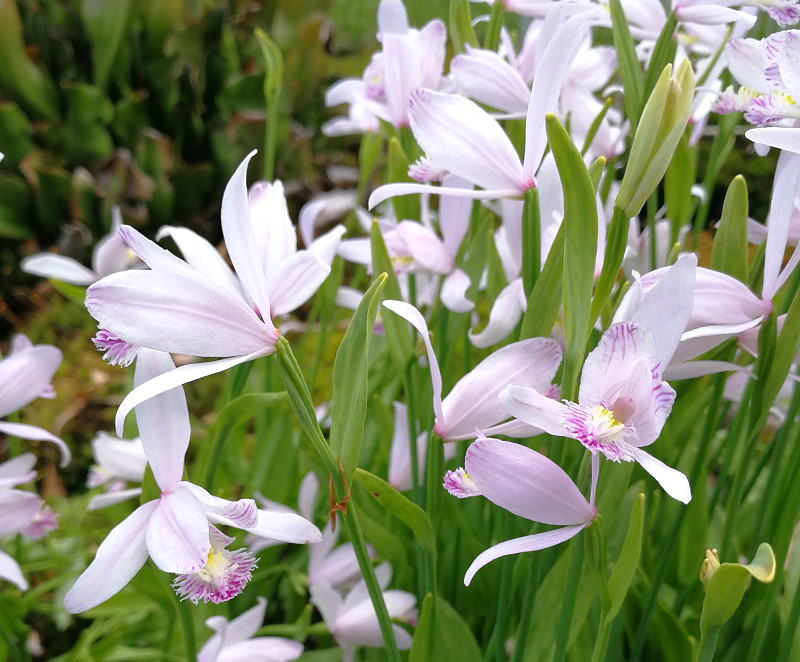 Pogonia ophioglossoides