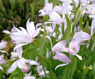 Pogonia ophioglossoides