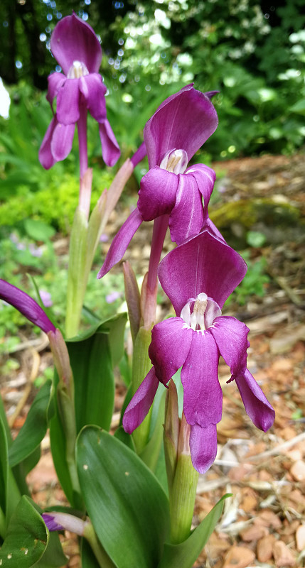 Roscoea humeana