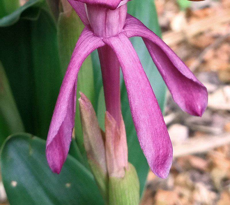 Roscoea humeana