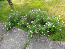 Rosenbeet