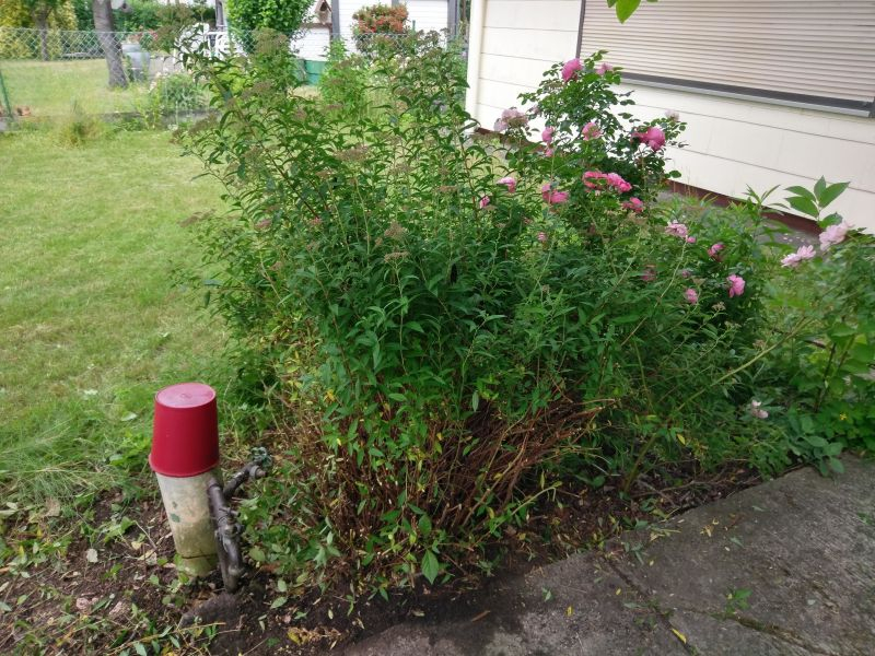 Rosenbeet #2