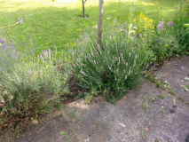 Lavendel