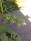 Goldina Fruchtansatz