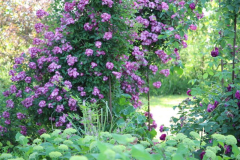 Kiftsgate Violet_Indigofera