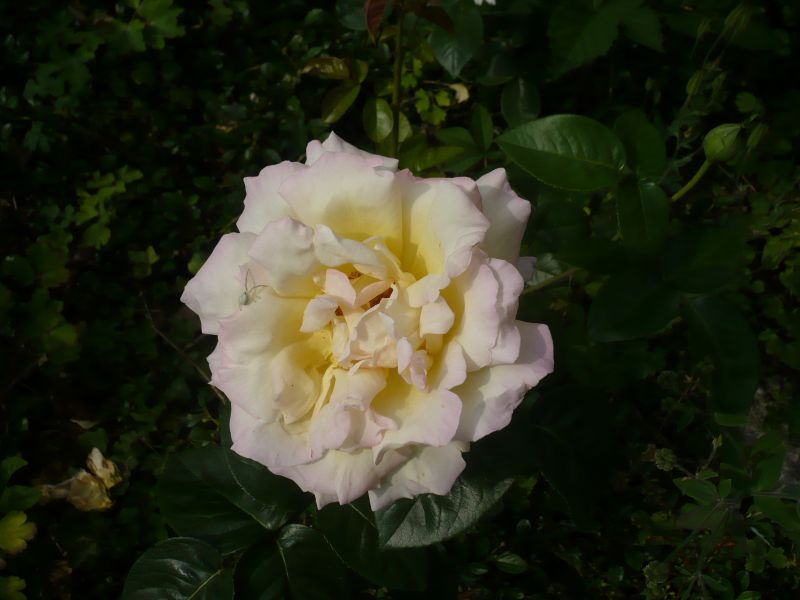 Gloria Dei