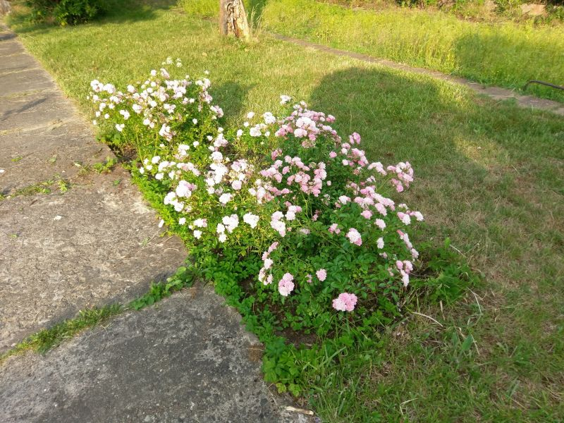 in Form gebrachte Rosen #1