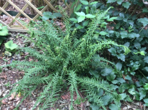 Athyrium Victoriae